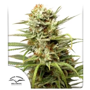AUTO WHITE WIDOW