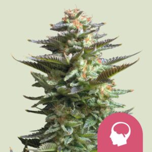 AMNESIA HAZE