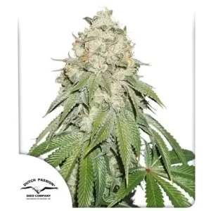 BANANA BLAZE