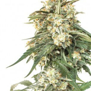 BCN CRITICAL XXL AUTO