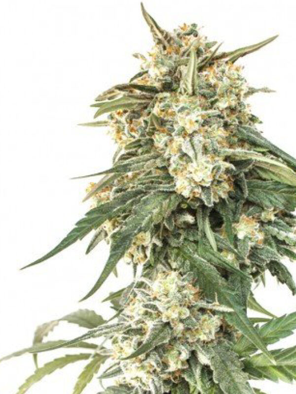 BCN CRITICAL XXL AUTO