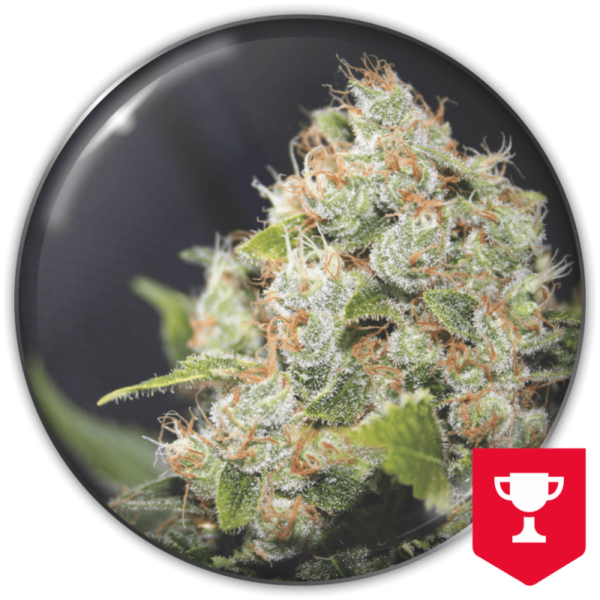 BCN SOUR DIESEL