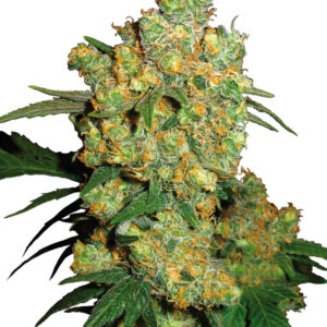 BIG BUD FEM