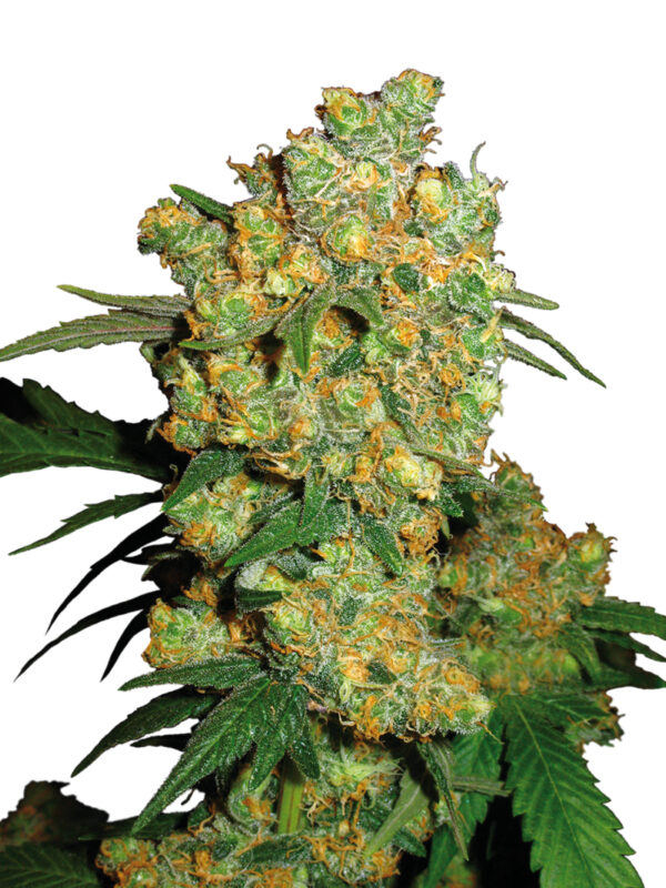 BIG BUD FEM