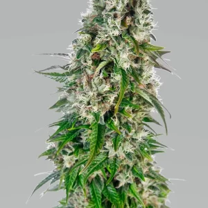 BIG BUD AUTO