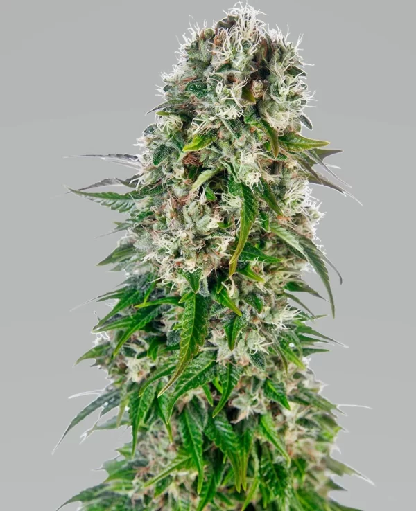 BIG BUD AUTO