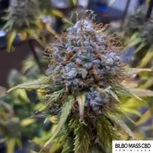 BILBO MASS CBD
