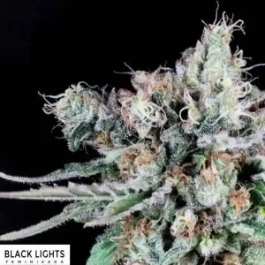 BLACK LIGHTS