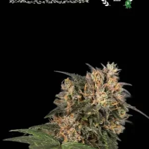BLACKBERRY GUM