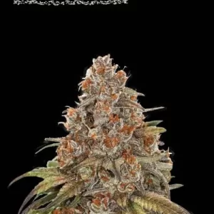 BLACKBERRY GUM AUTO