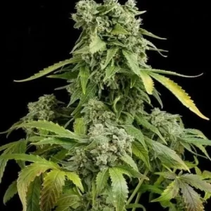 BLUE CHEESE ADN