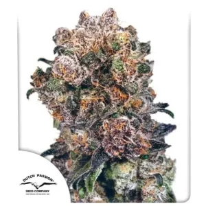 BLUEBERRY