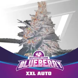 BLUEBERRY