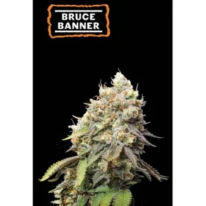 BRUCE BANNER FEM