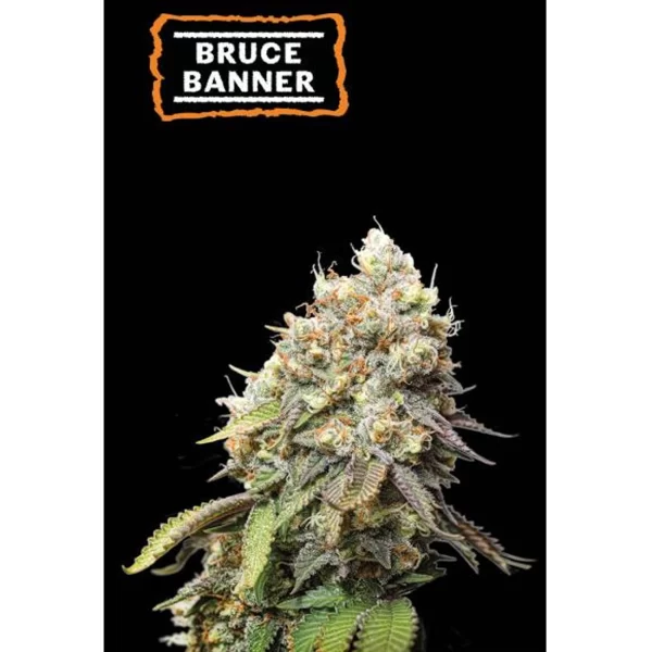 BRUCE BANNER FEM