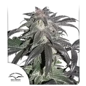 BUBBA ISLAND KUSH