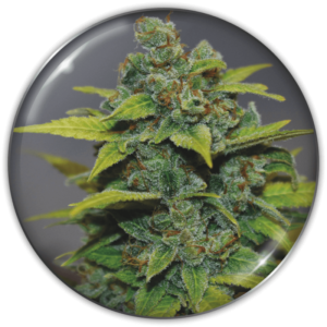 BANANA ZKITTLEZ
