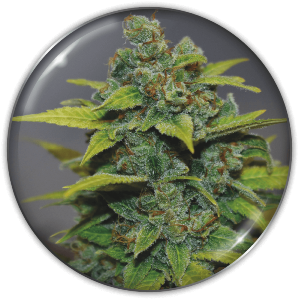 BANANA ZKITTLEZ