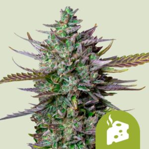 BLUE CHEESE AUTO