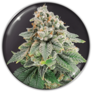 BLUE HELL CBD