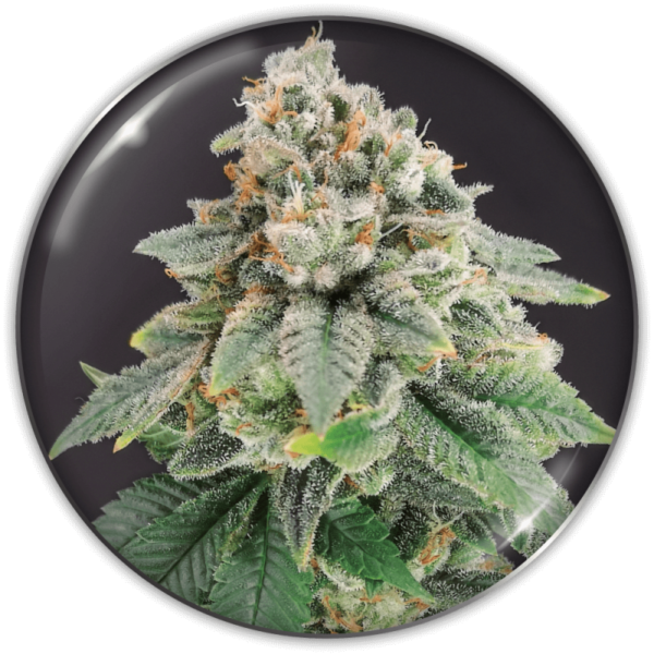 BLUE HELL CBD