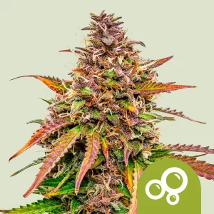 BUBBLE KUSH AUTO