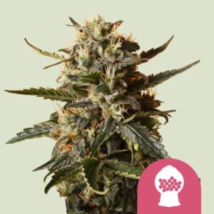 BUBBLEGUM XL
