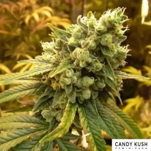 CANDY KUSH