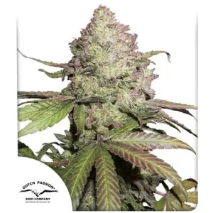 CBD AUTO CHARLOTTE'S ANGEL