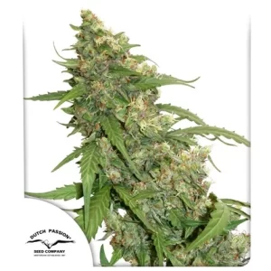 CBD AUTO COMPASSION LIME