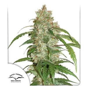 CBD AUTO WHITE WIDOW