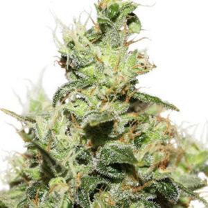 CBD KUSH