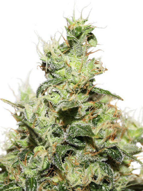 CBD KUSH