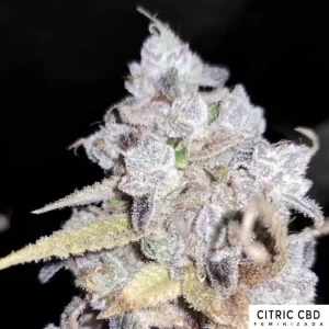 CITRIC CBD