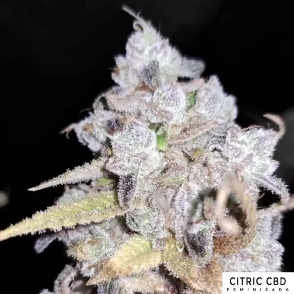 CITRIC CBD