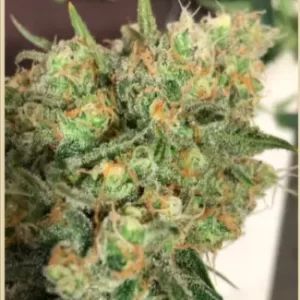 CORDOBESA HAZE