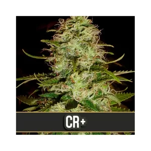 CR +