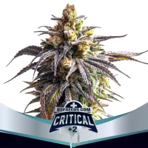 CRITICAL #2