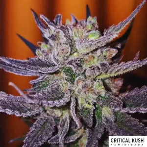 CRITICAL KUSH