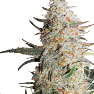 CRITICAL ORANGE PUNCH