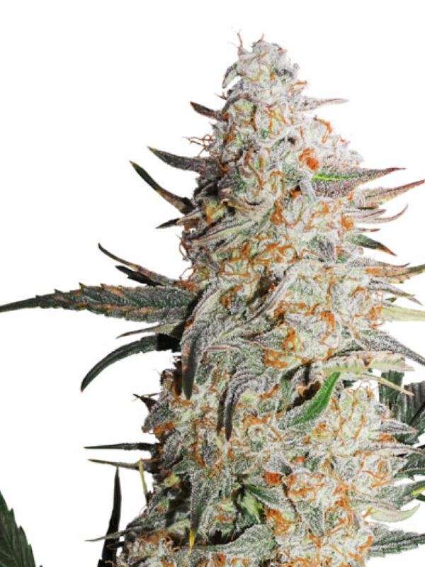 CRITICAL ORANGE PUNCH