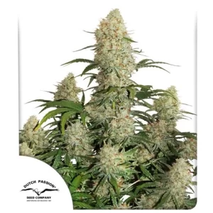 CRITICAL ORANGE PUNCH AUTO