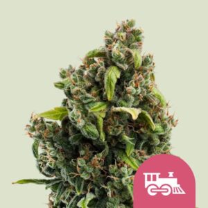 CANDY KUSH EXPRESS - FAST