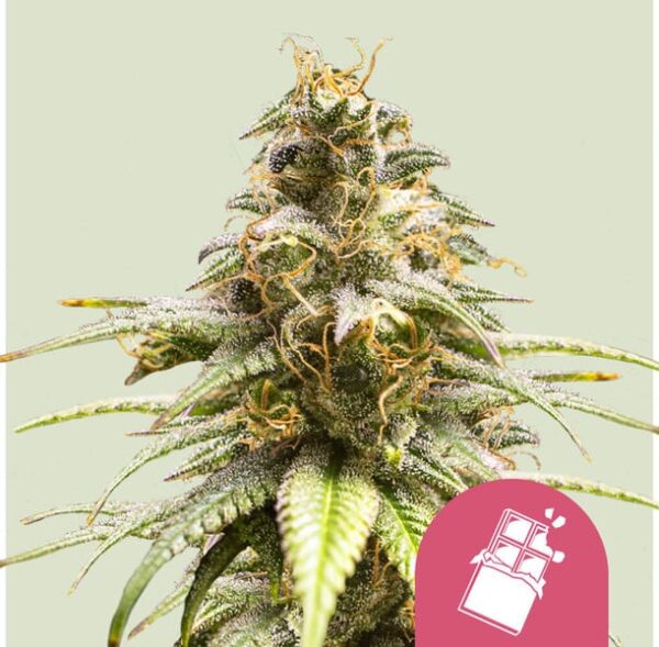 CHOCOLATE HAZE
