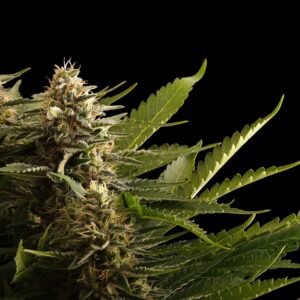 COLOMBIAN JACK