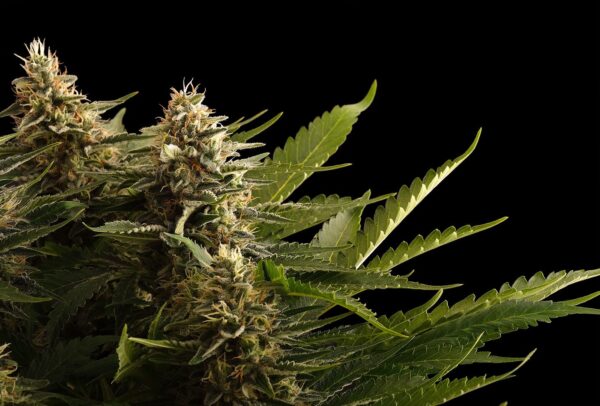 COLOMBIAN JACK