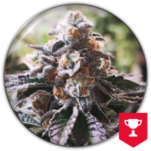 COOKIES PURPLE PUNCH