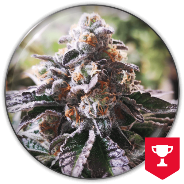 COOKIES PURPLE PUNCH