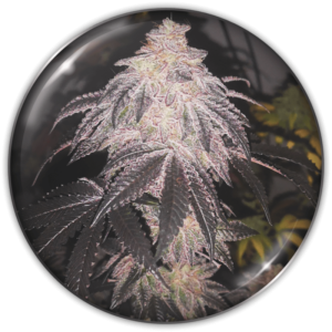 COOKIES SHERBET AUTO