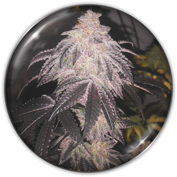 COOKIES SHERBET AUTO